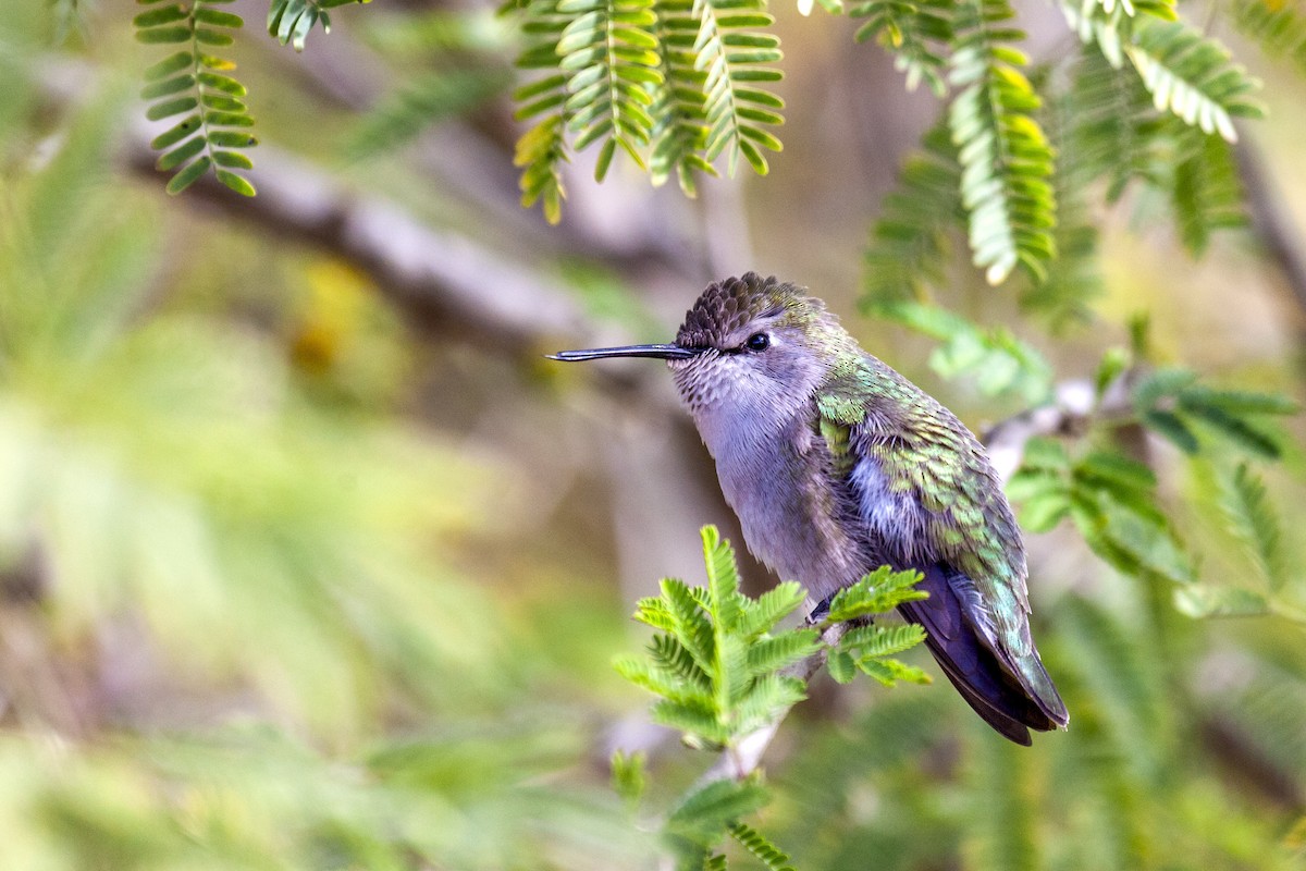 Фиалковый калипсо - ML644630186