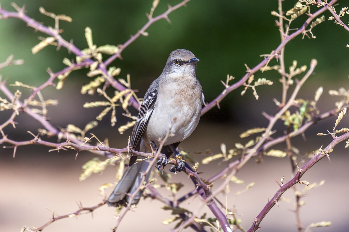 Northern Mockingbird - ML644630194