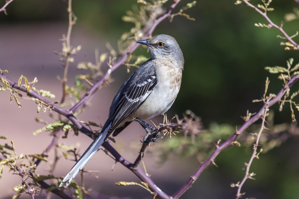 Northern Mockingbird - ML644630195