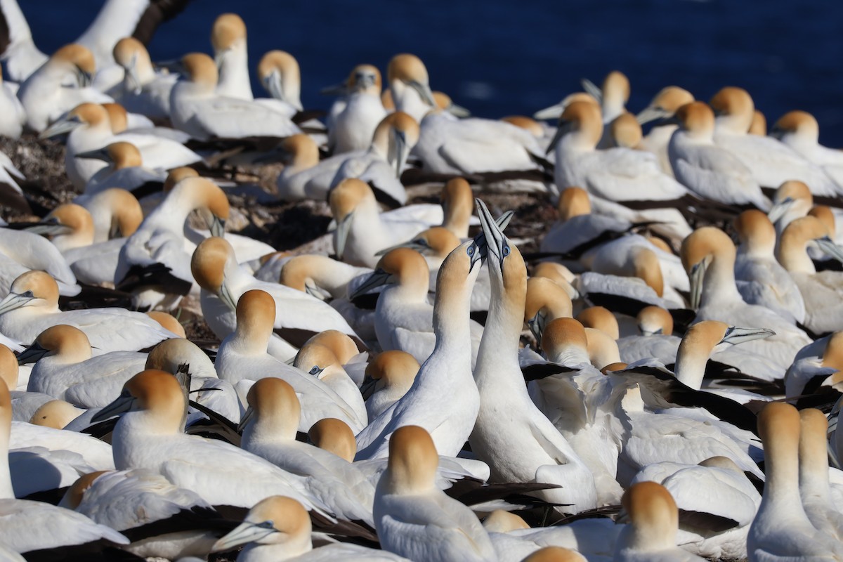Australasian Gannet - ML644630201