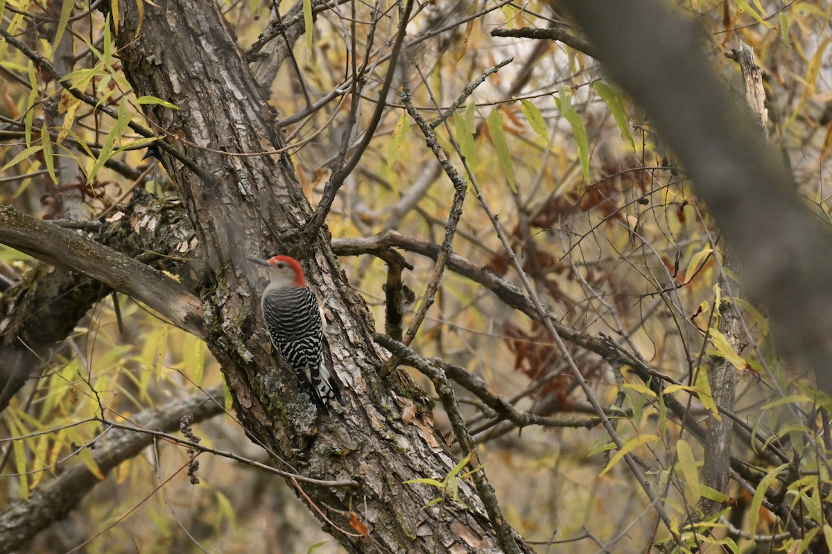 Pic à ventre roux - ML644630202