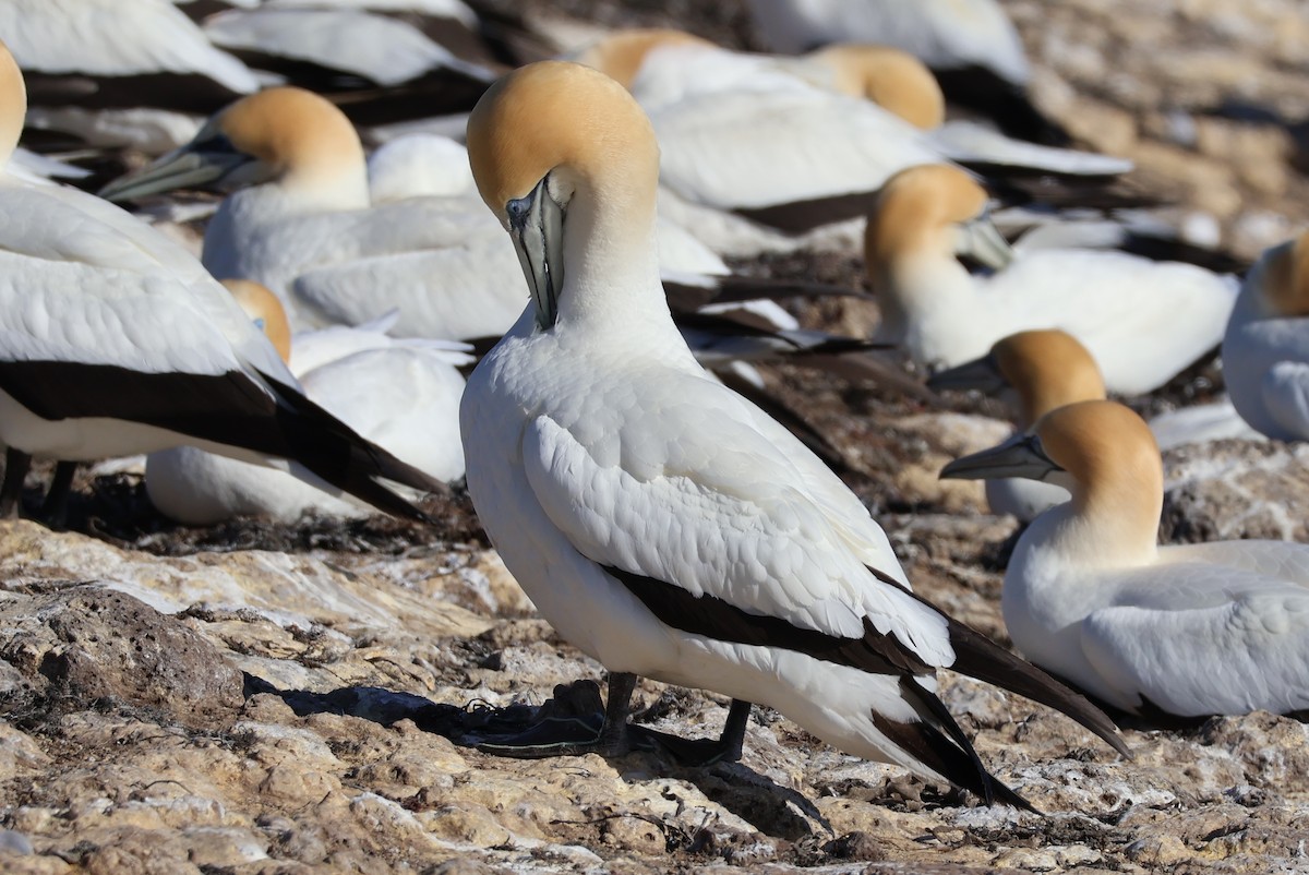 Australasian Gannet - ML644630203