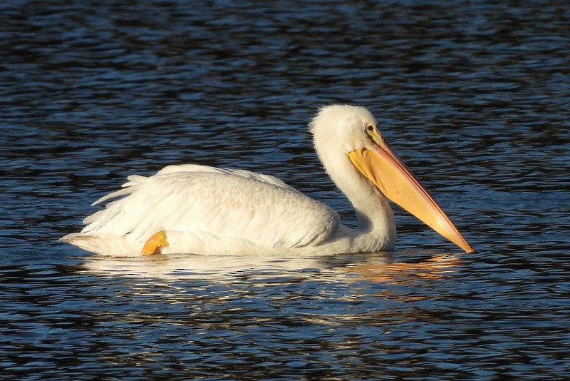 American White Pelican - ML644630207