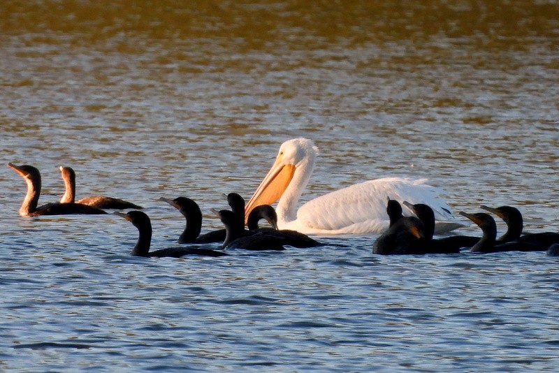 American White Pelican - ML644630208