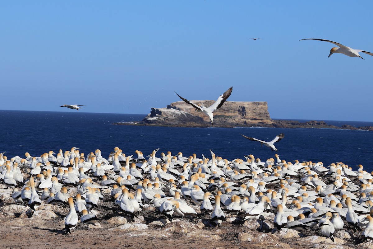 Fou austral - ML644630215