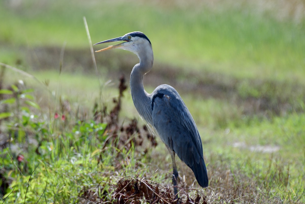 Grand Héron - ML644630217