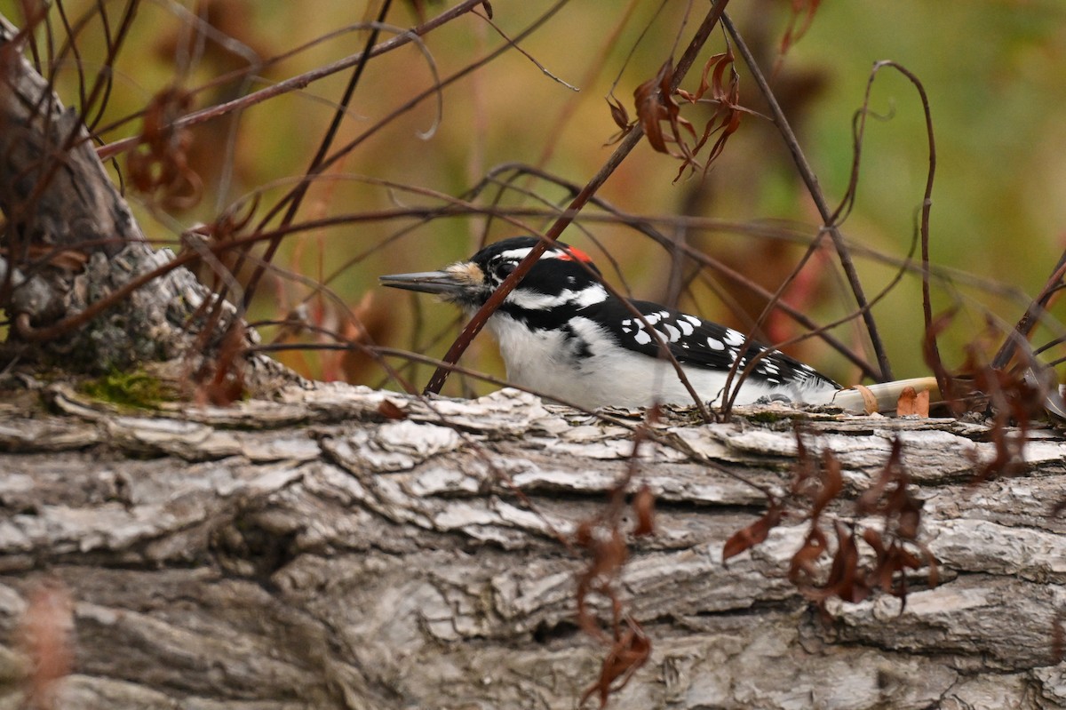 Pic chevelu - ML644630218