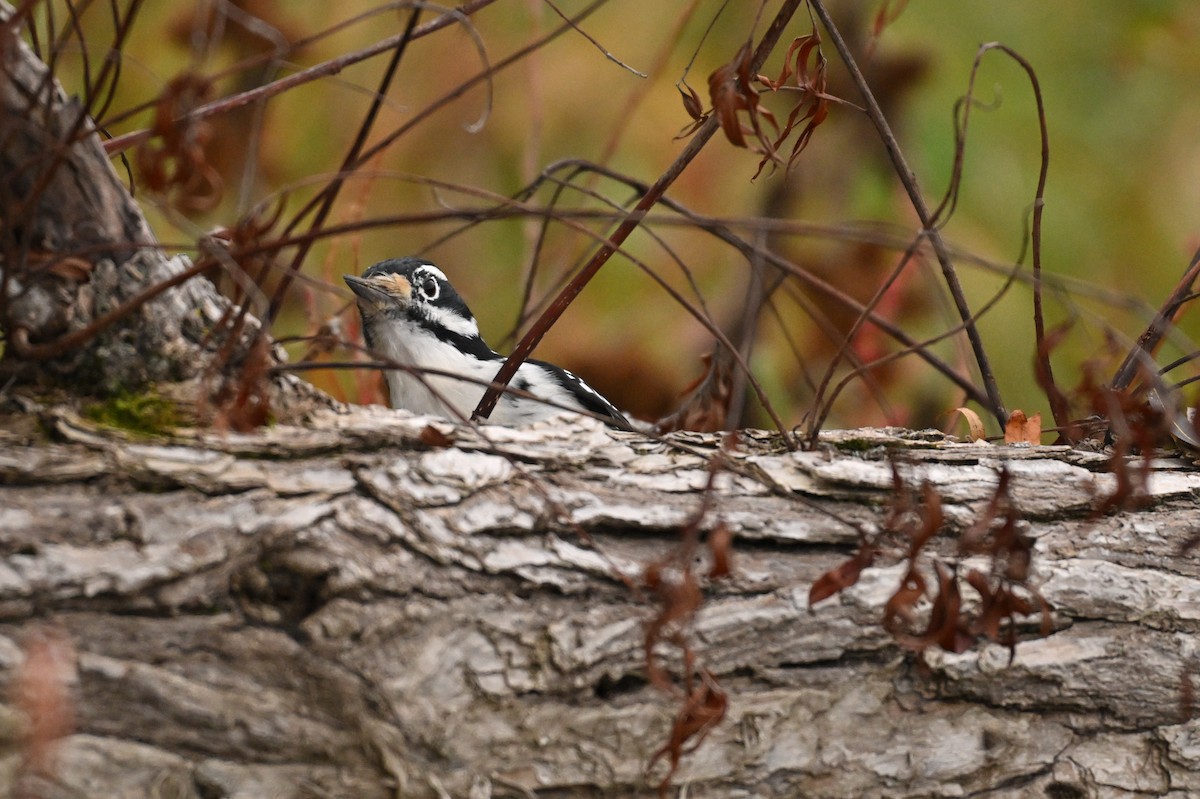 Pic chevelu - ML644630220