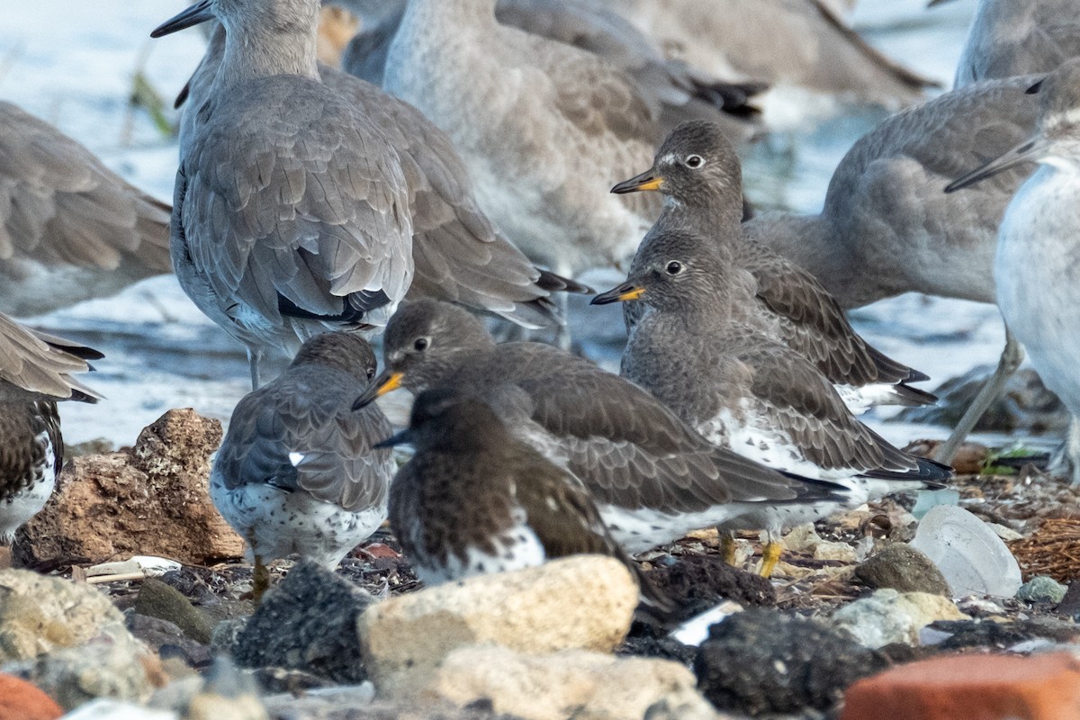 Bécasseau du ressac - ML644630221