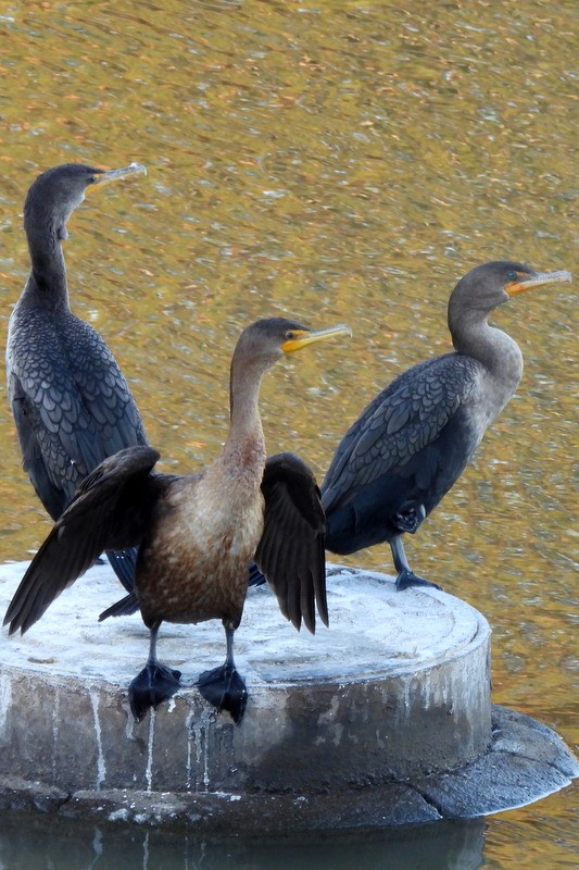 Cormoran à aigrettes - ML644630222