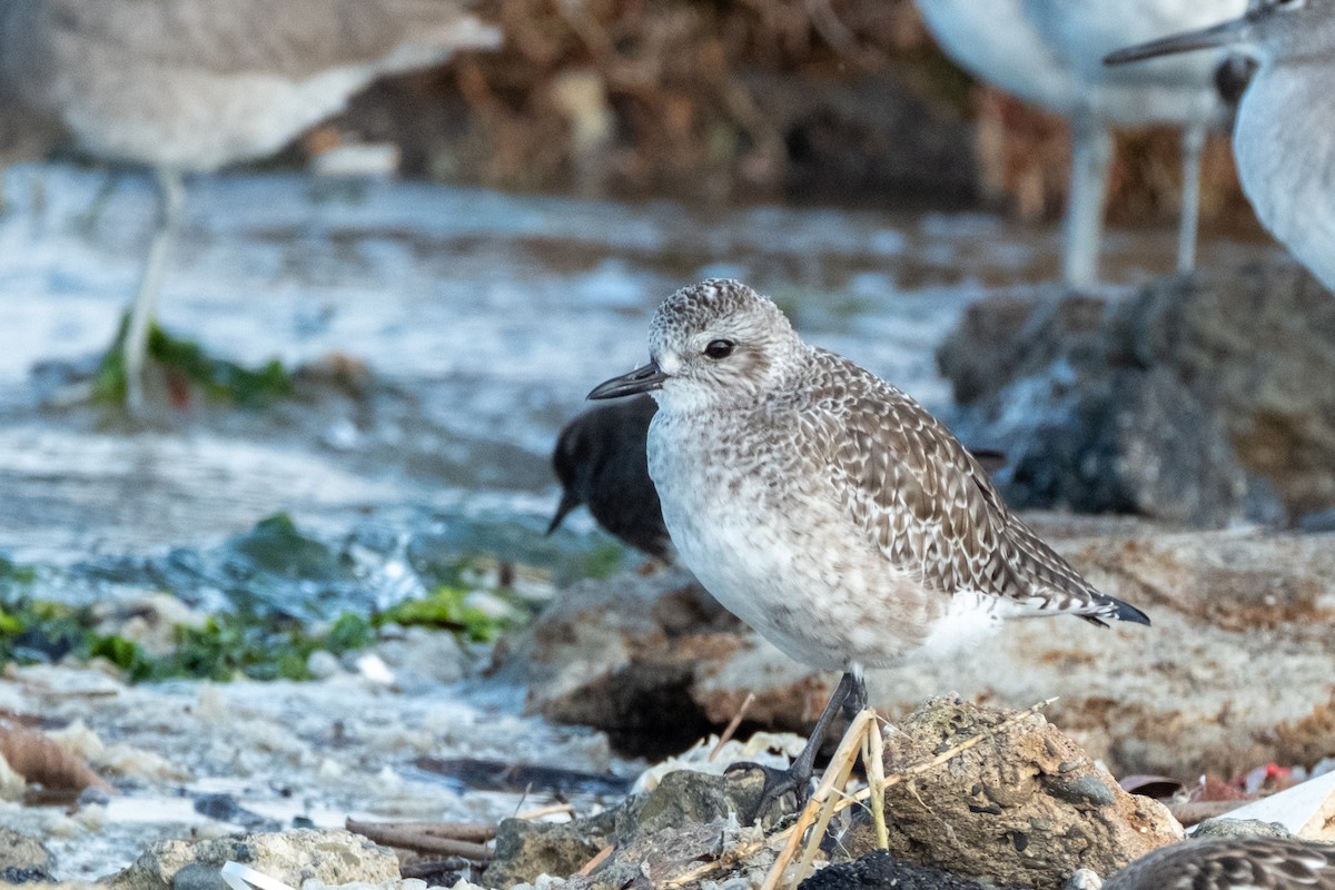 Pluvier argenté - ML644630223