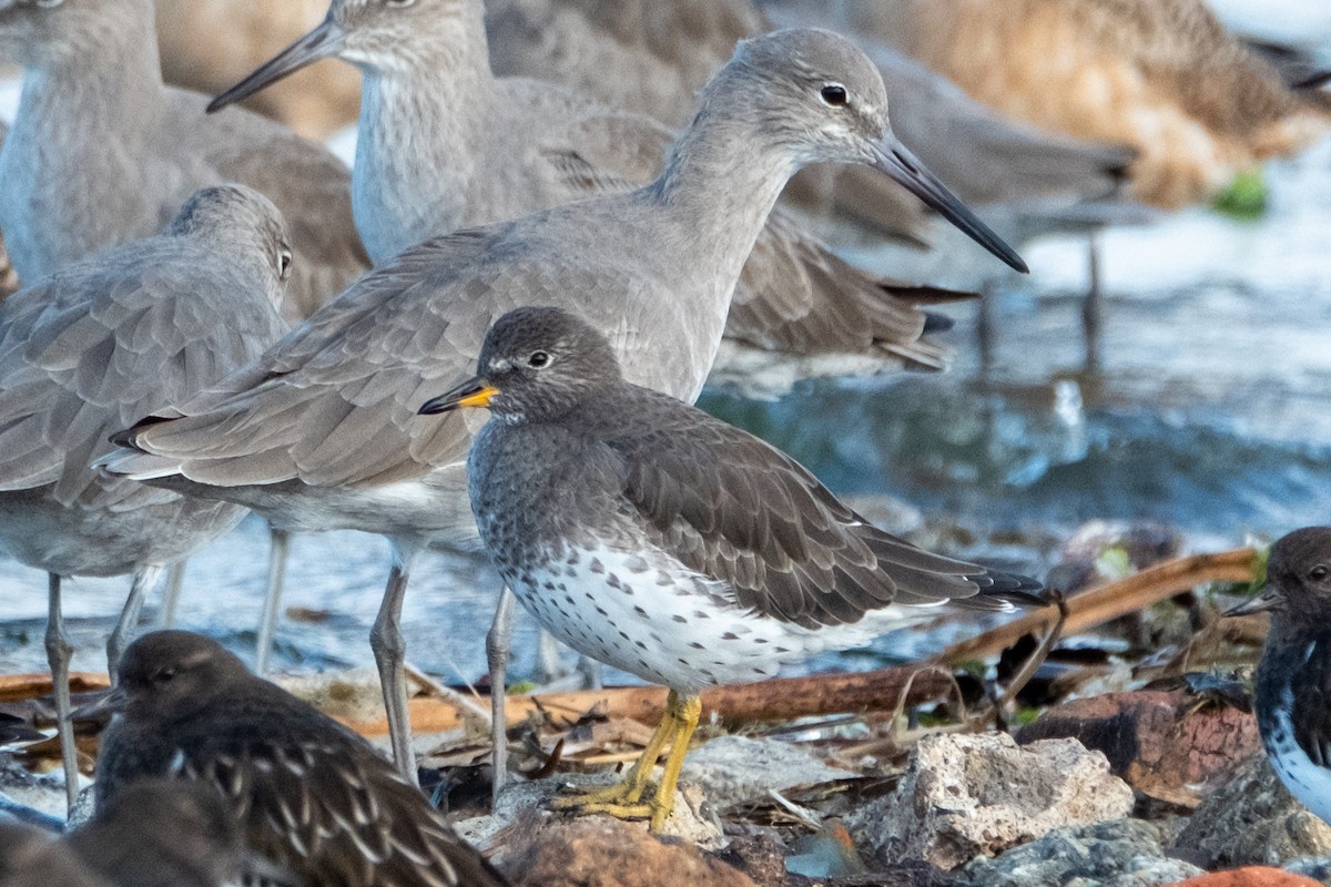 Bécasseau du ressac - ML644630225