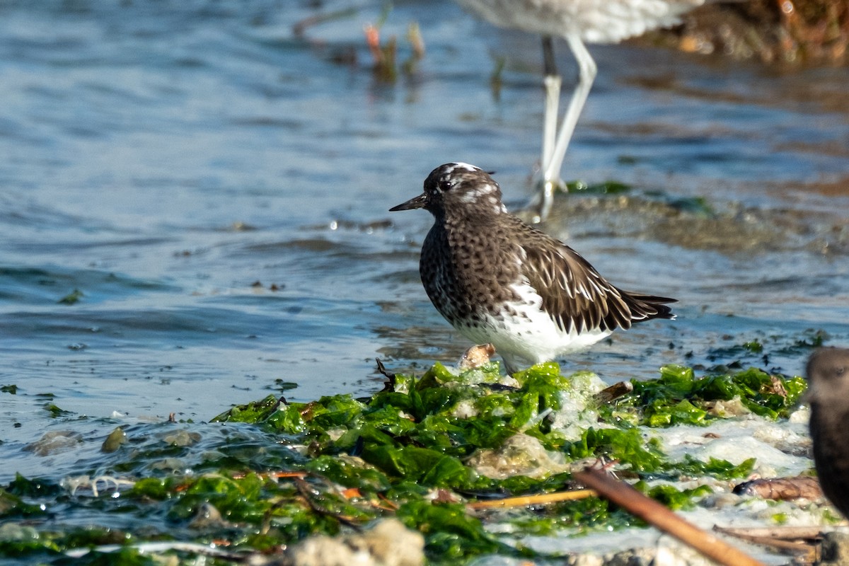Tournepierre noir - ML644630228