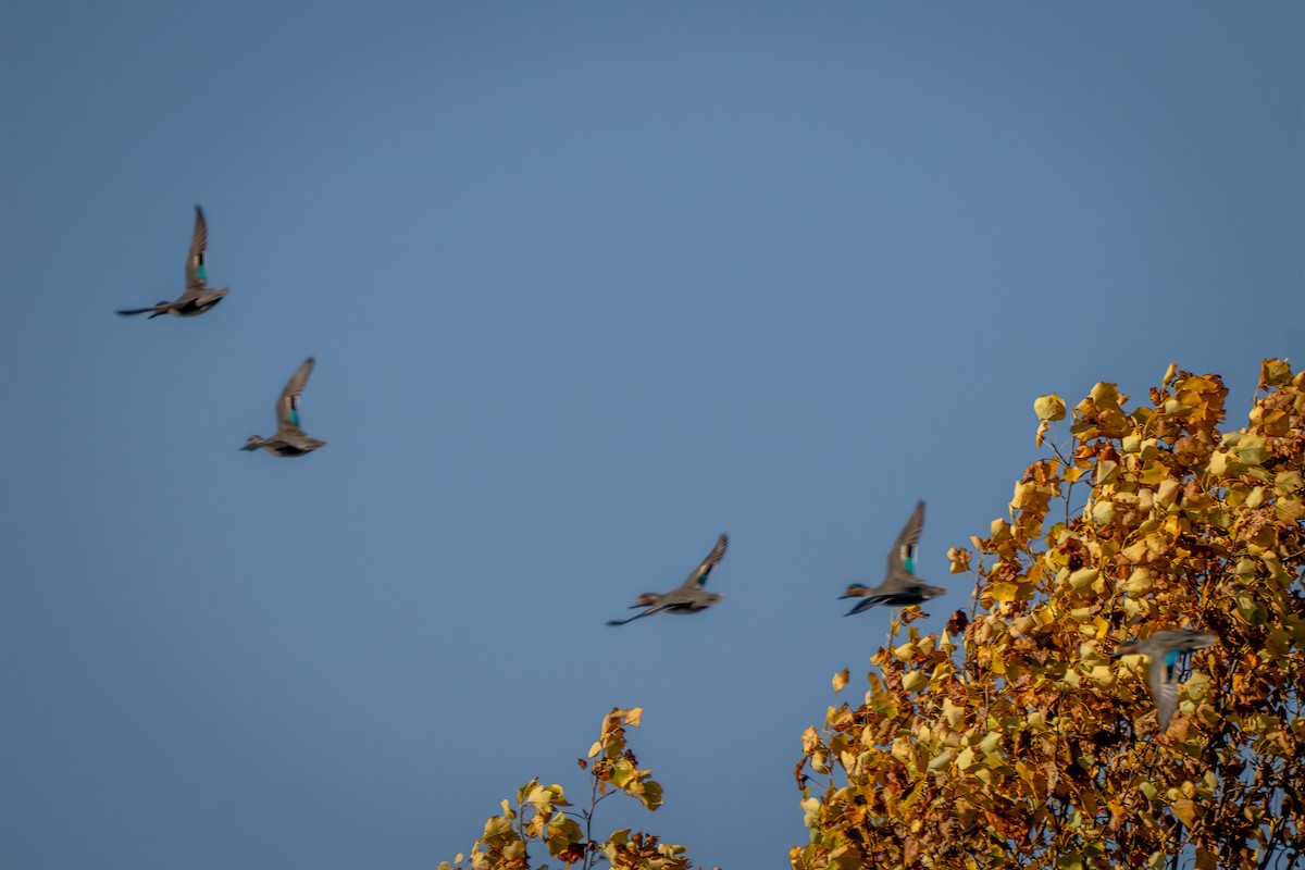 Sarcelle d'hiver - ML644630230