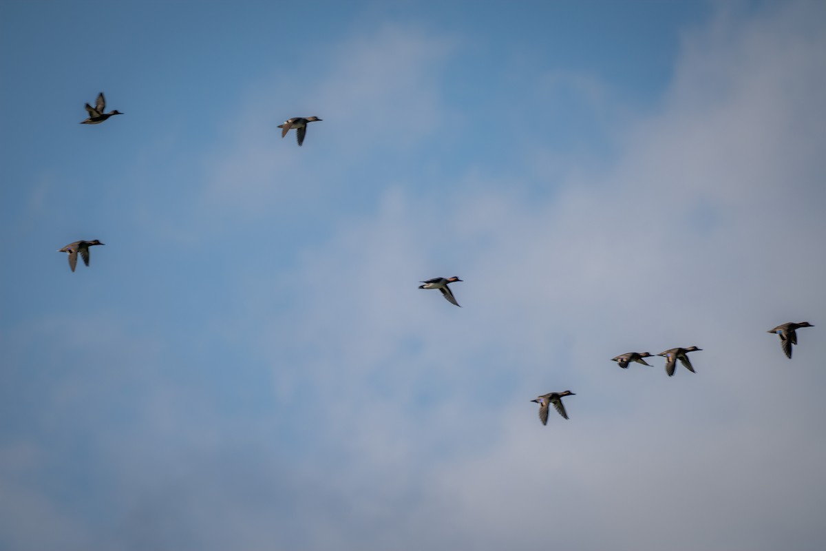 Sarcelle d'hiver - ML644630231