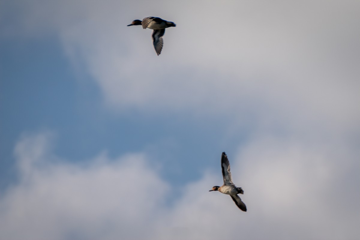 Sarcelle d'hiver - ML644630234