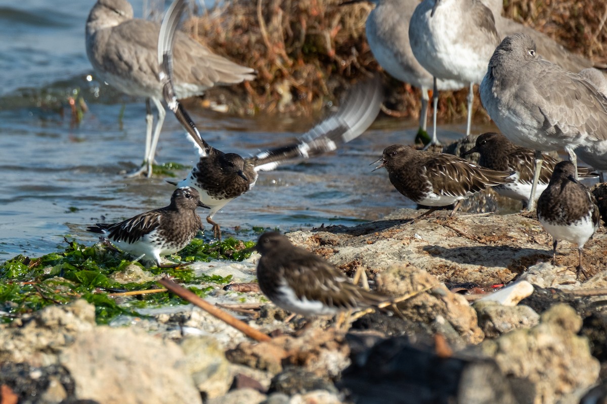 Tournepierre noir - ML644630237