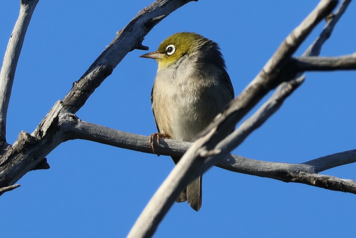 Zostérops à dos gris - ML644630238