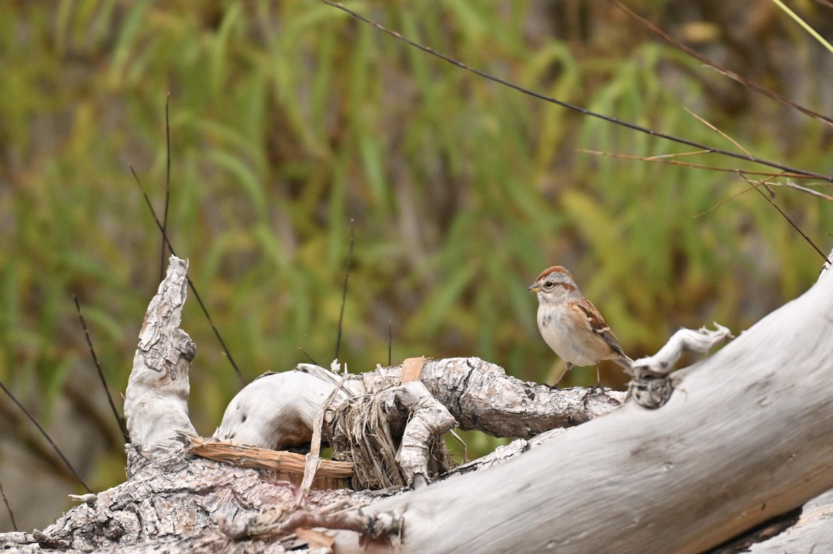 Bruant hudsonien - ML644630241