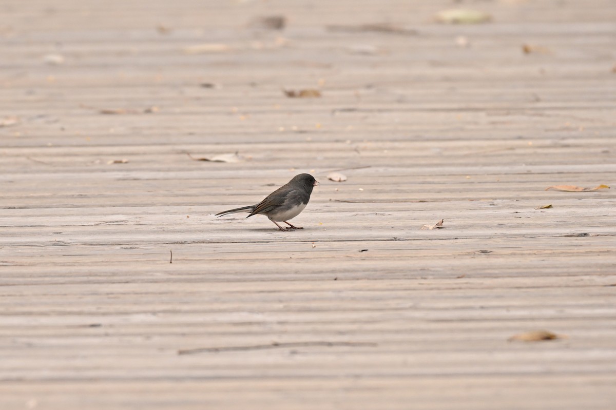 Bruant hudsonien - ML644630243