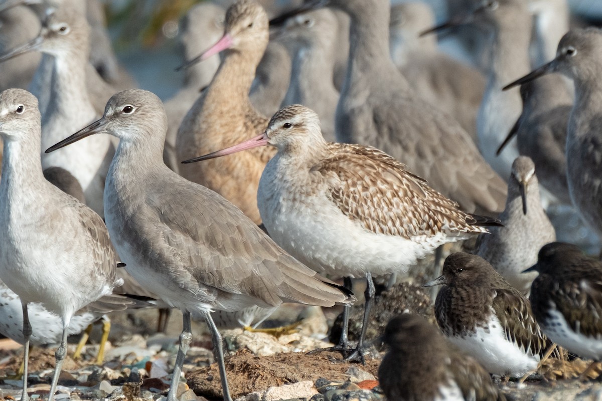 Barge rousse - ML644630244
