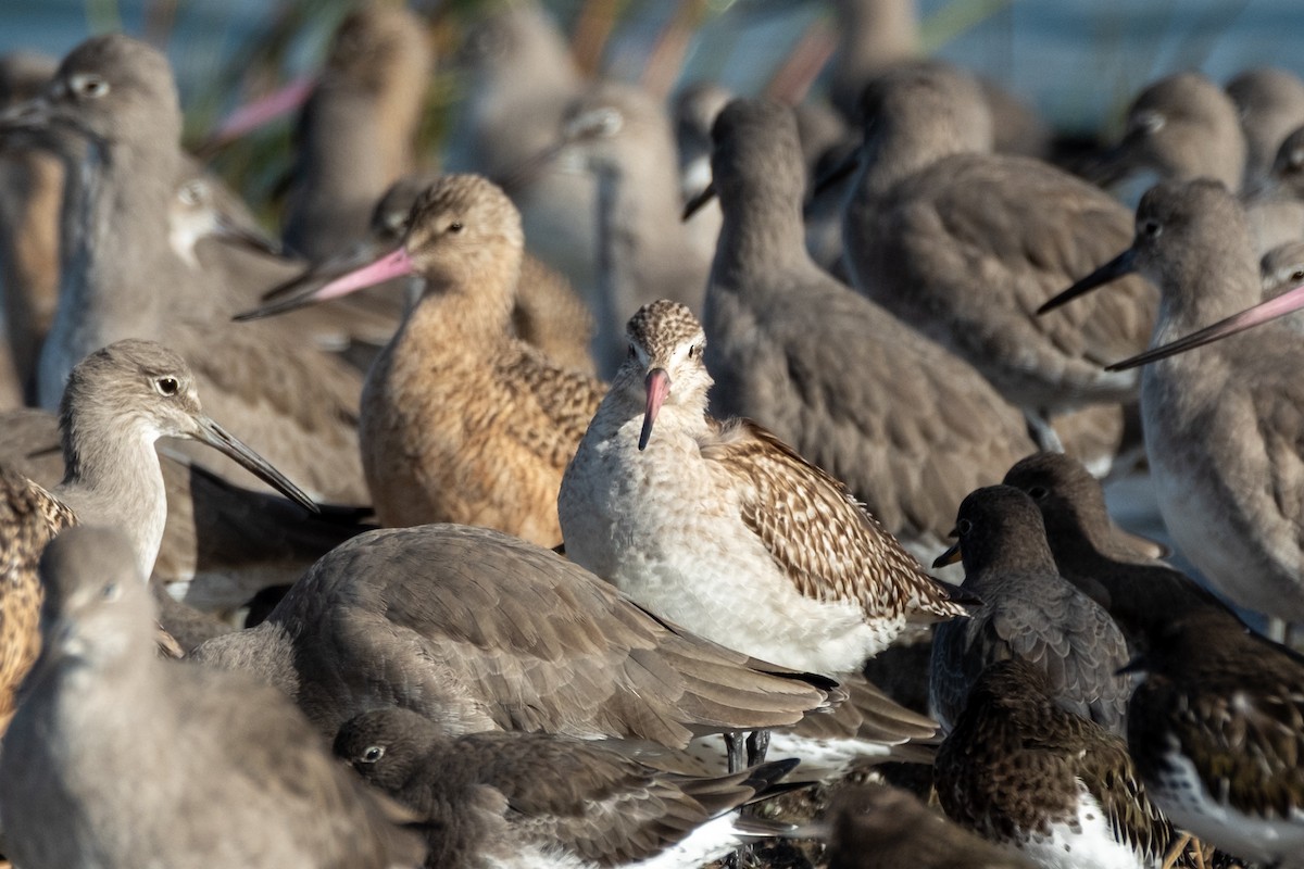 Barge rousse - ML644630245