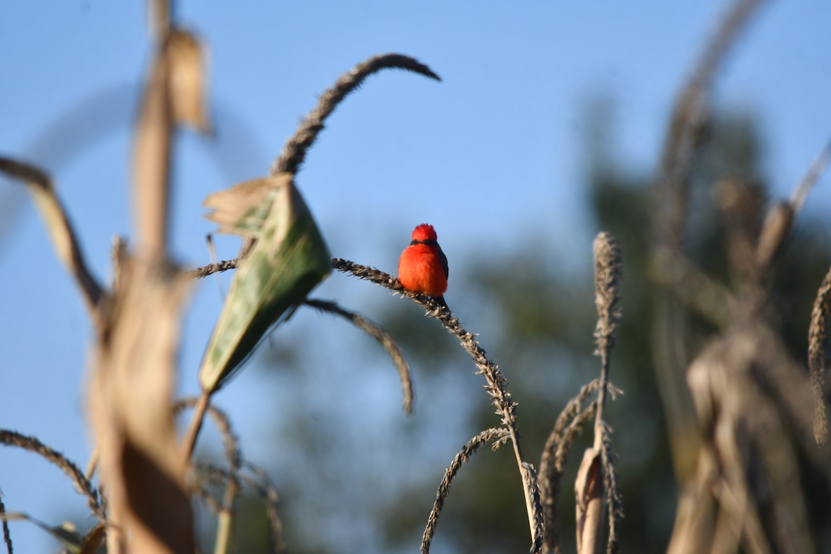 Moucherolle vermillon - ML644630246