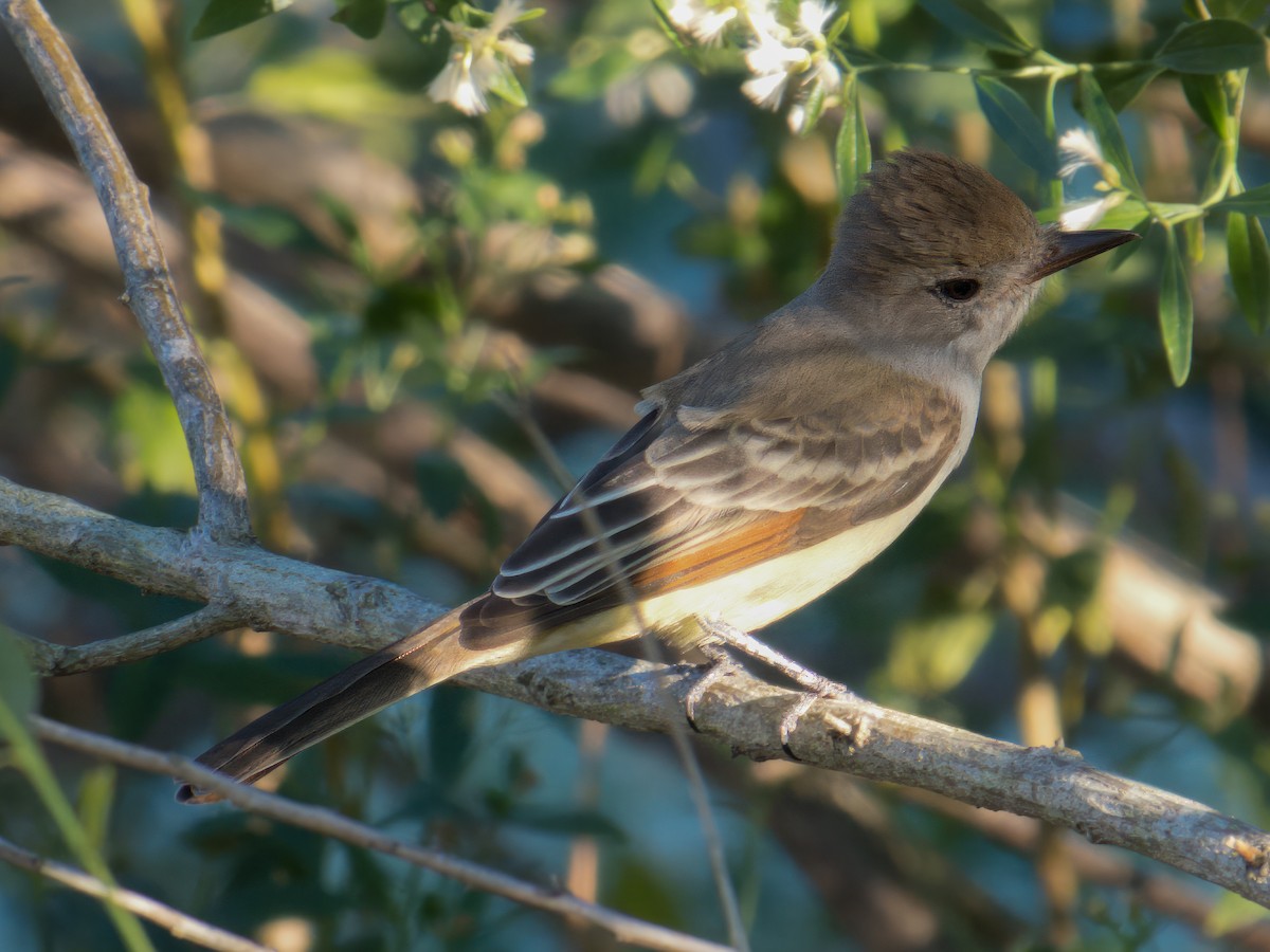 Tyran à gorge cendrée - ML644630248
