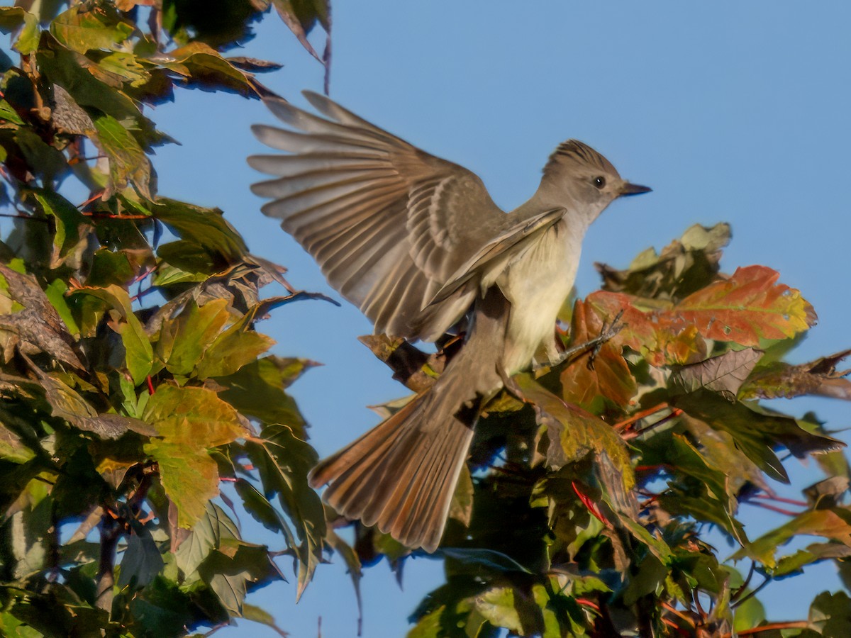 Tyran à gorge cendrée - ML644630250