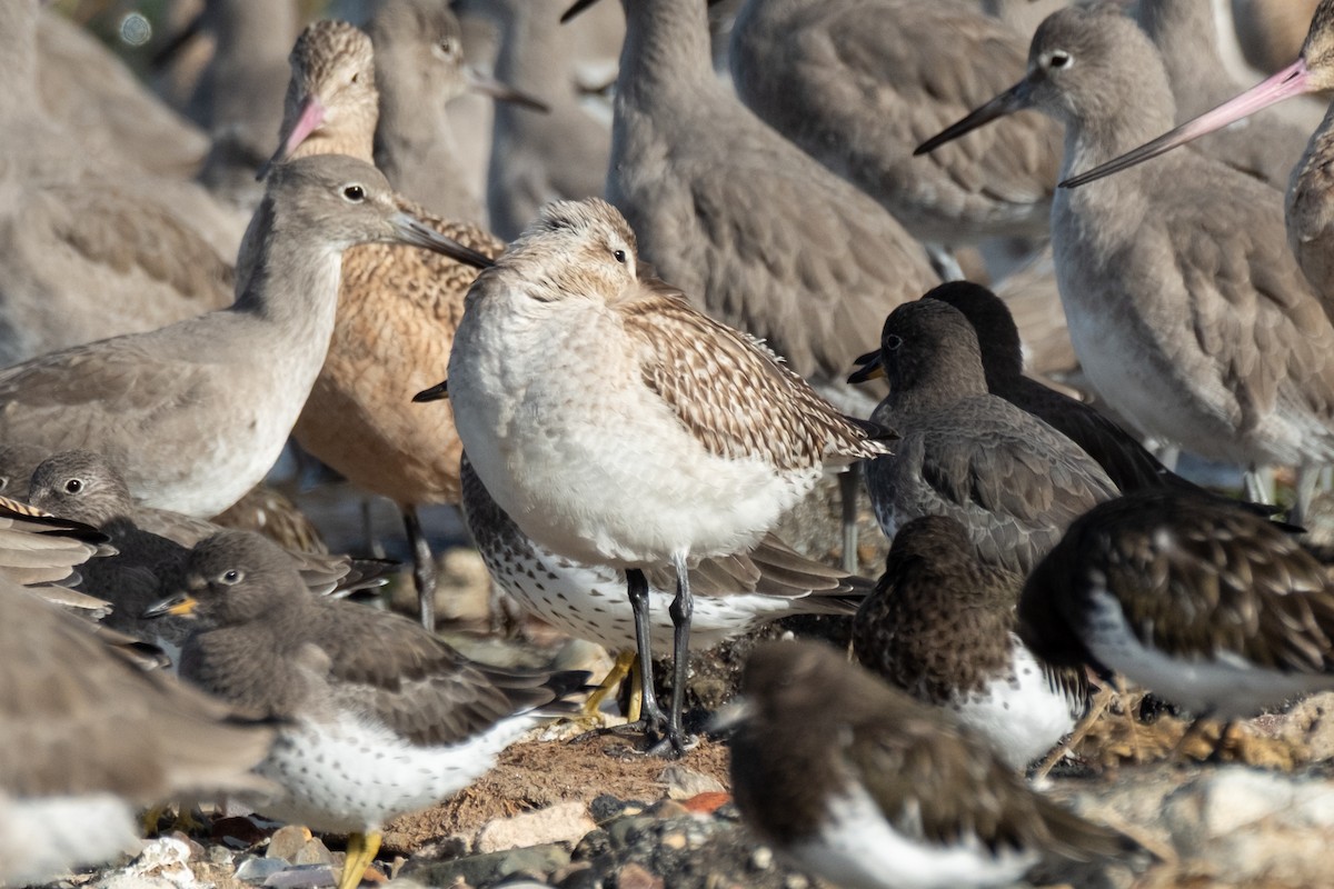 Barge rousse - ML644630253