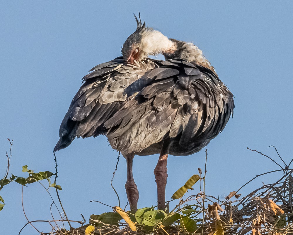 Southern Screamer - ML644630256