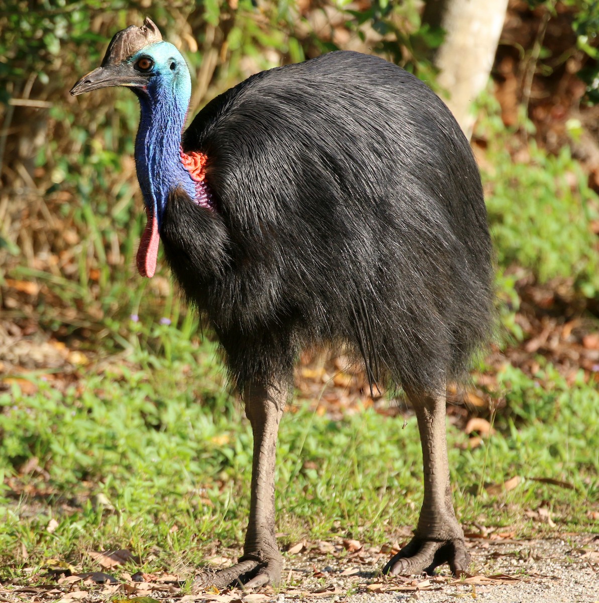 Southern Cassowary - ML644630259