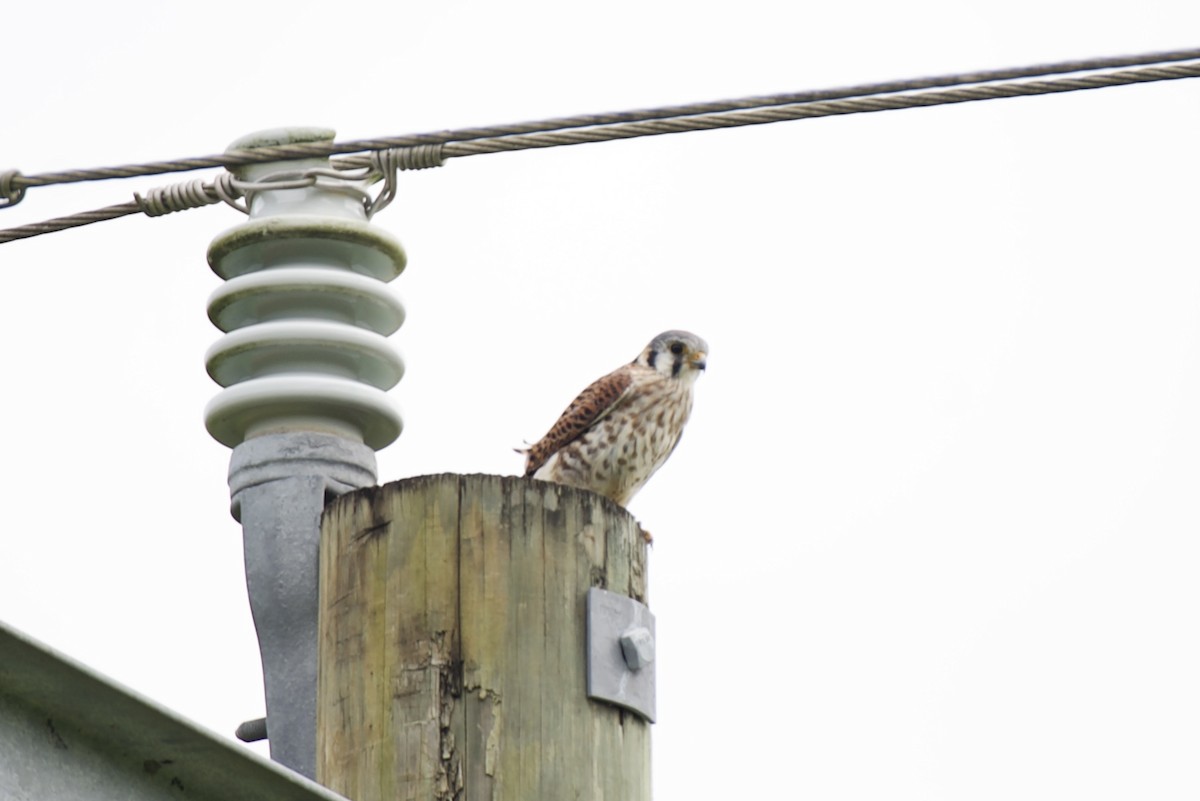 American Kestrel - ML644630262