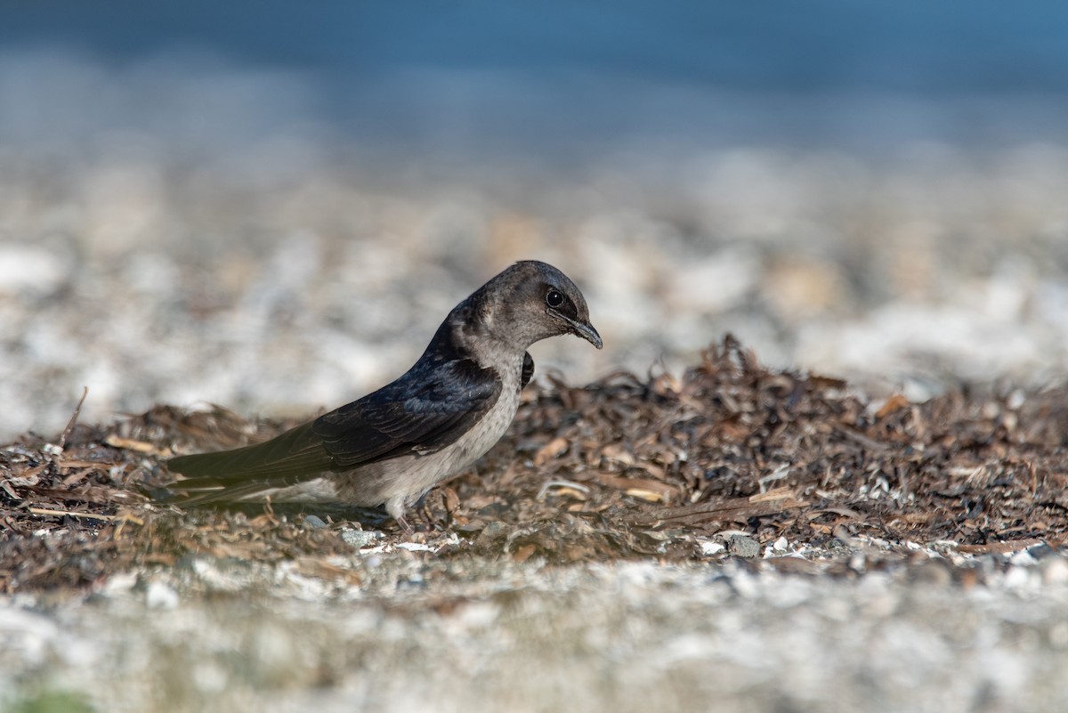 Purple Martin - ML644630263