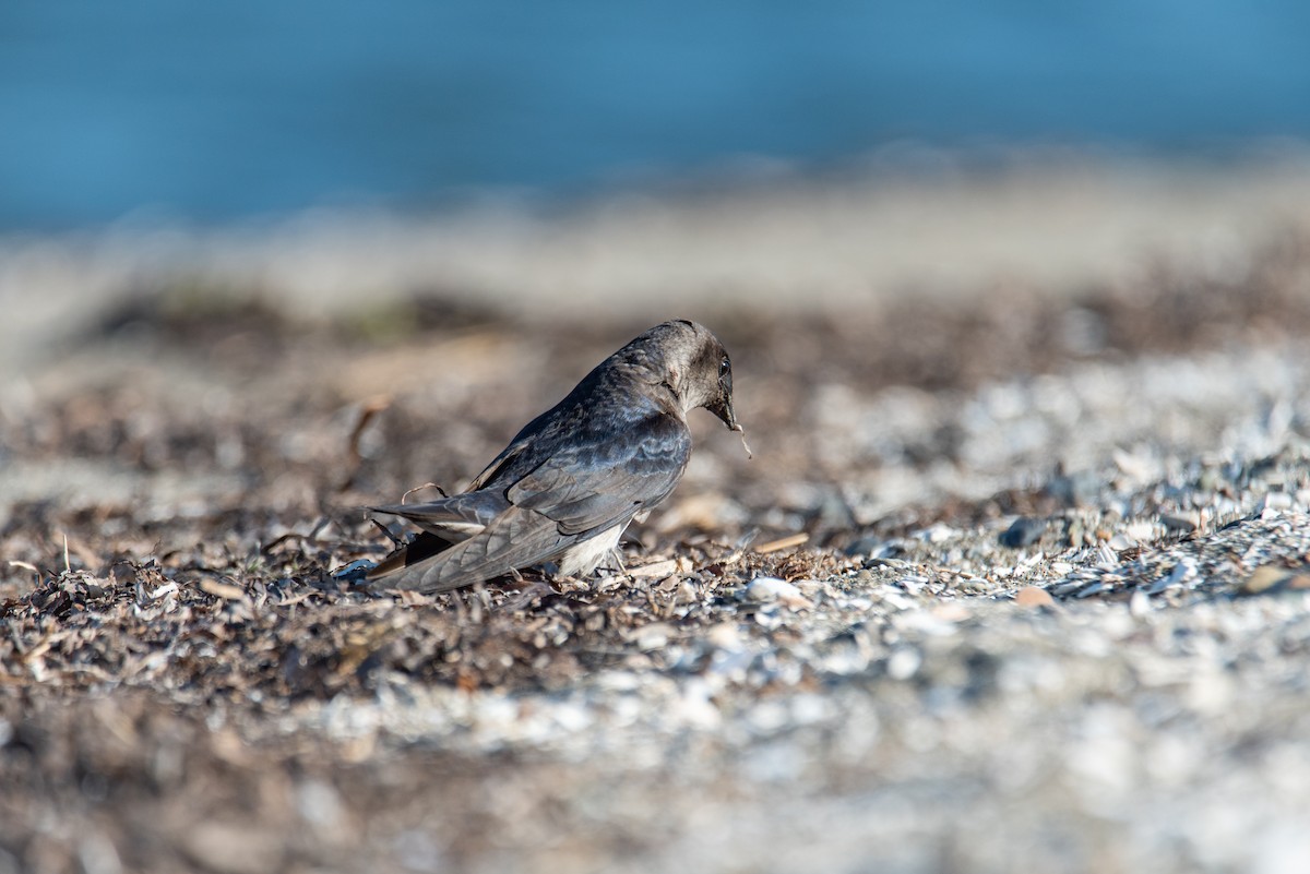 Purple Martin - ML644630264