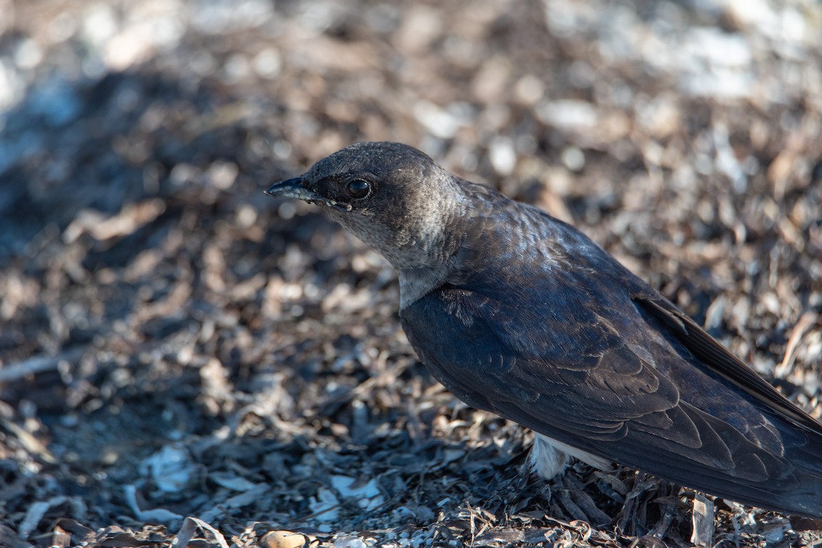 Purple Martin - ML644630265