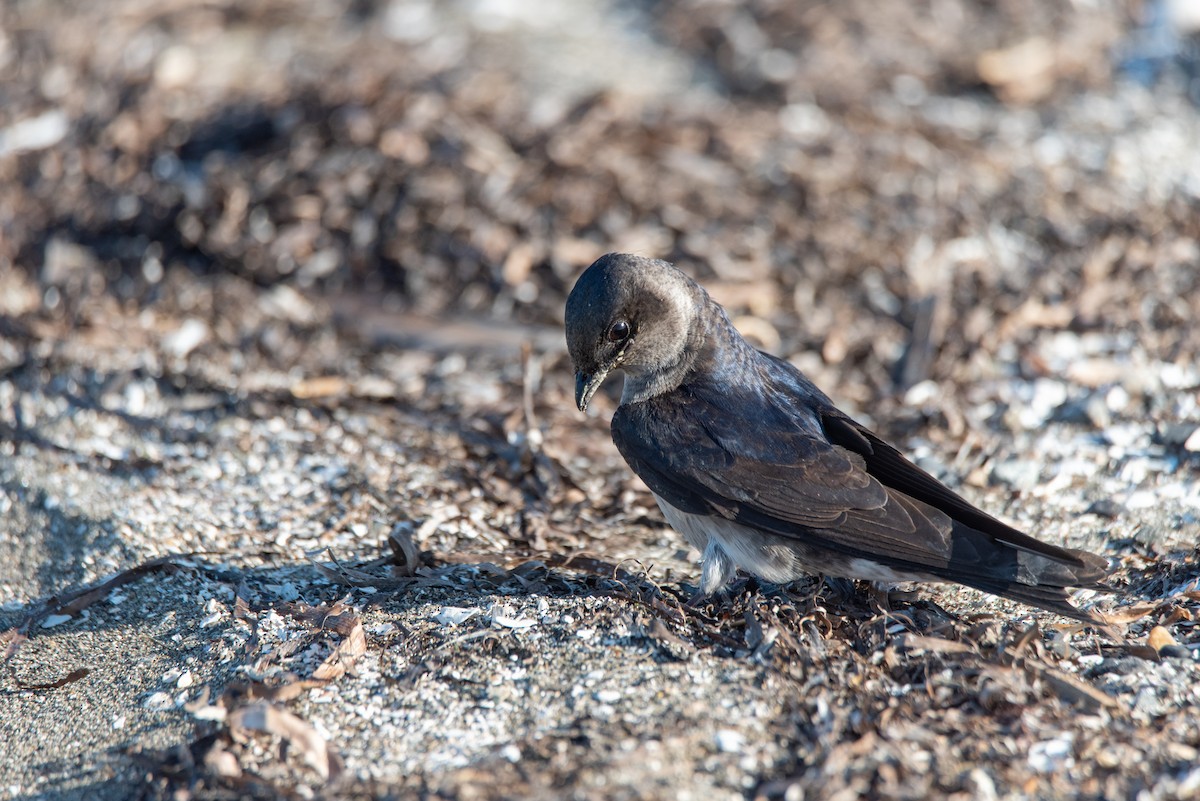 Purple Martin - ML644630266