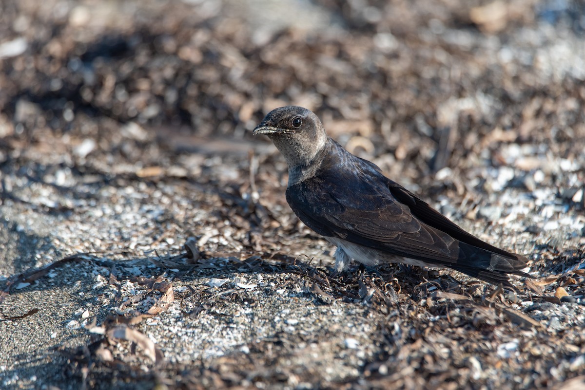 Purple Martin - ML644630267