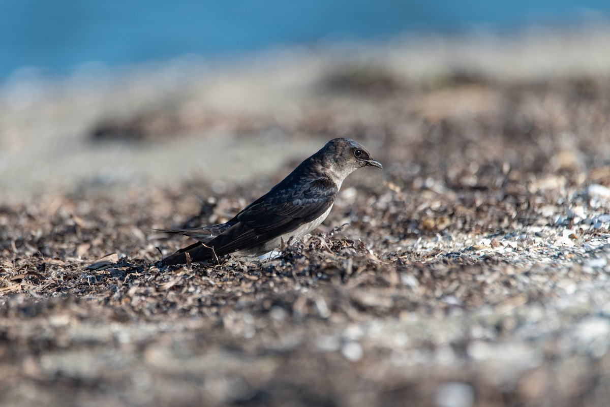 Purple Martin - ML644630268