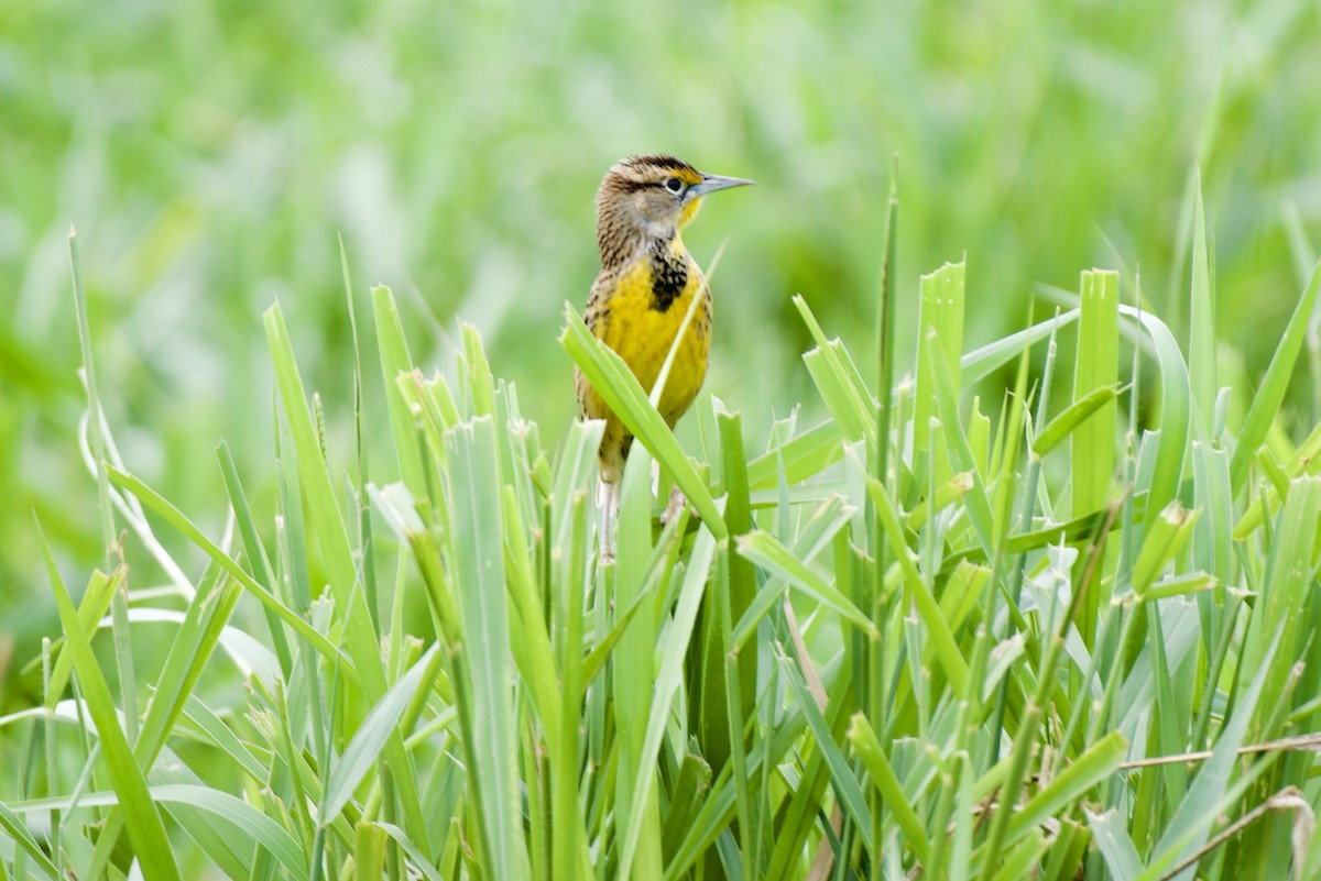 Eastern Meadowlark - ML644630272