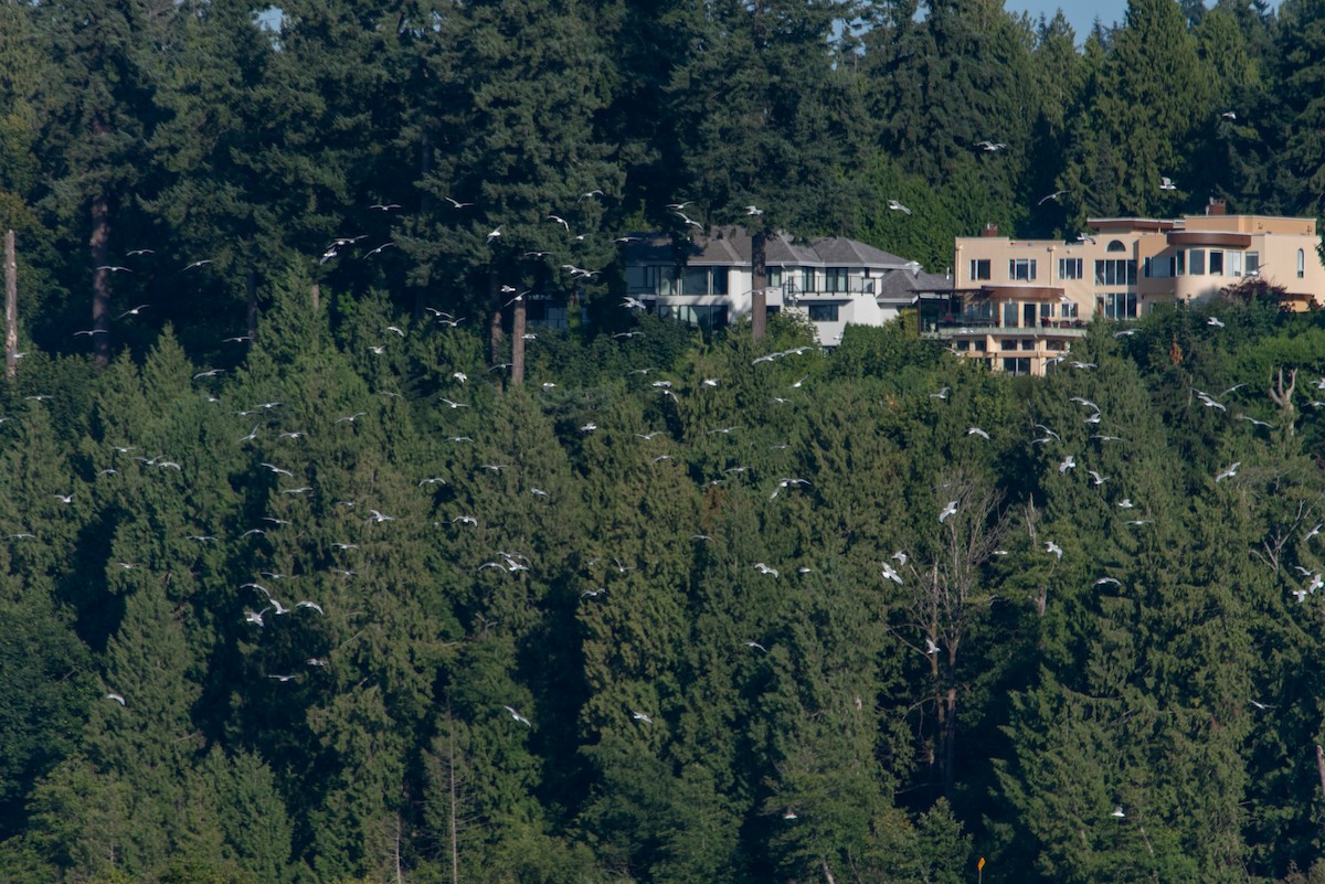 Gavina americana - ML644630275