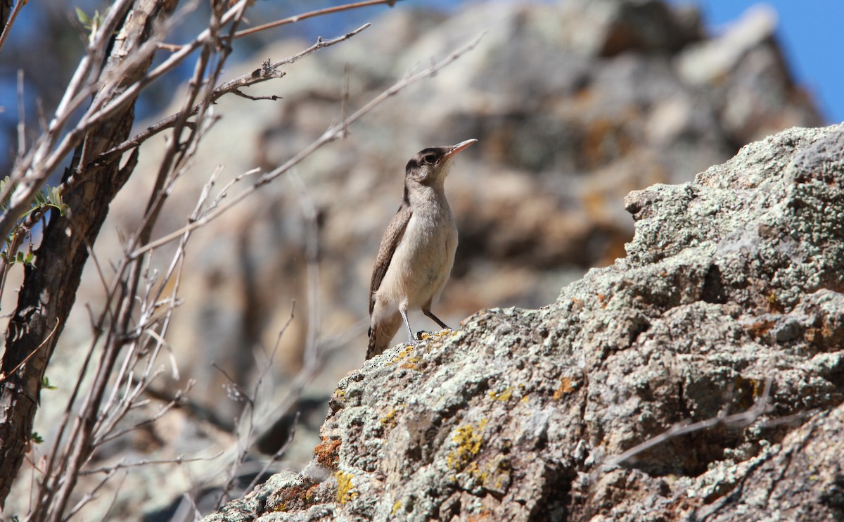 Rock Wren - ML644630276
