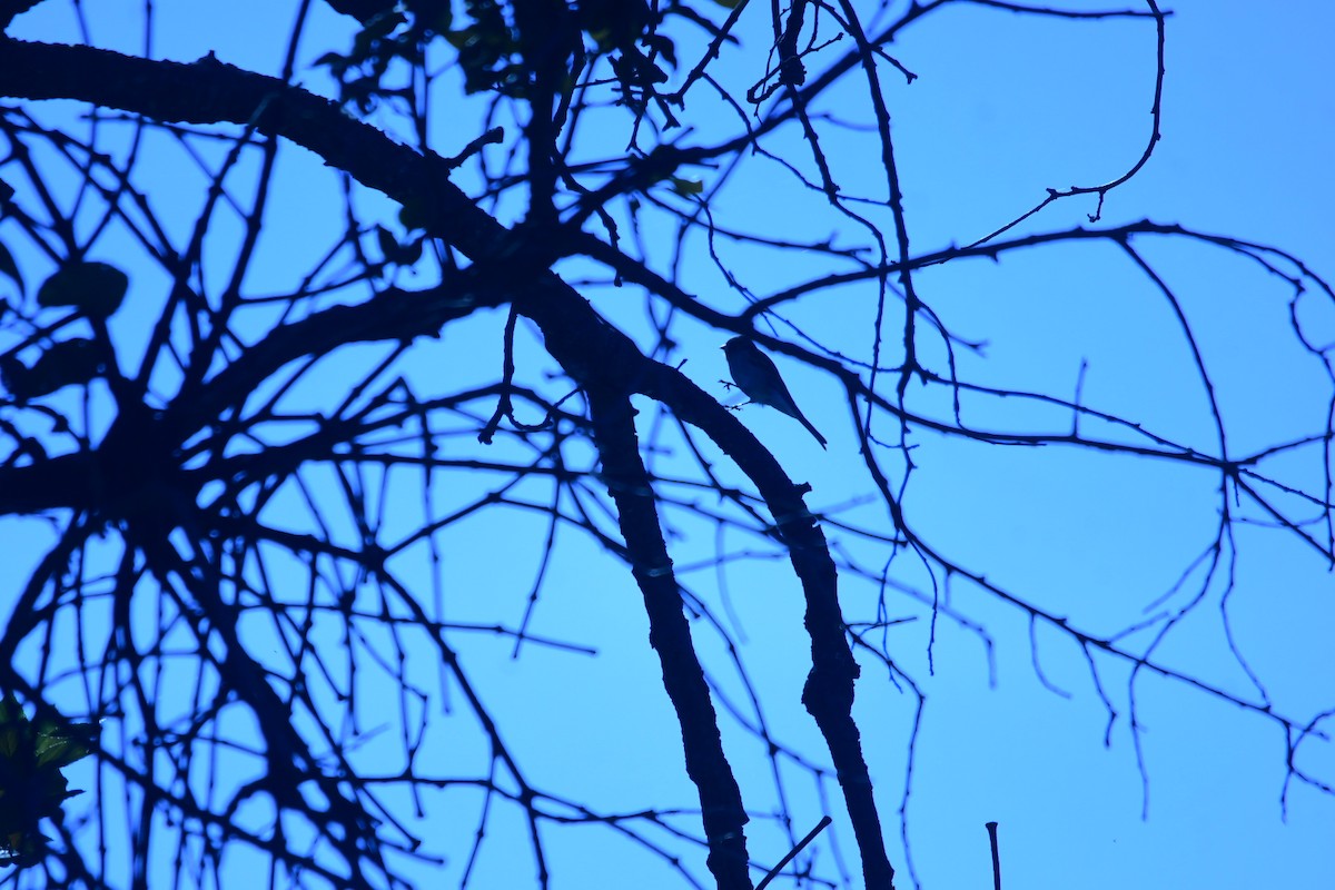 Virginia's Warbler - ML644630278