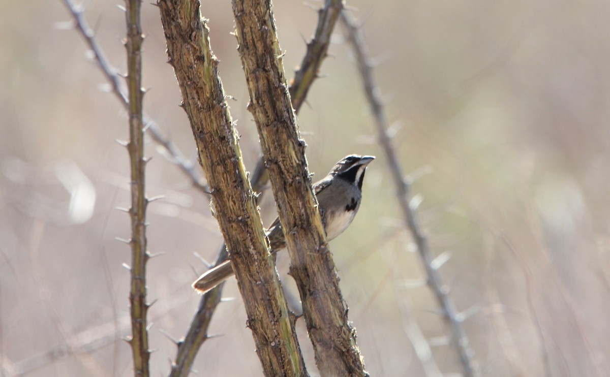 Five-striped Sparrow - ML644630279