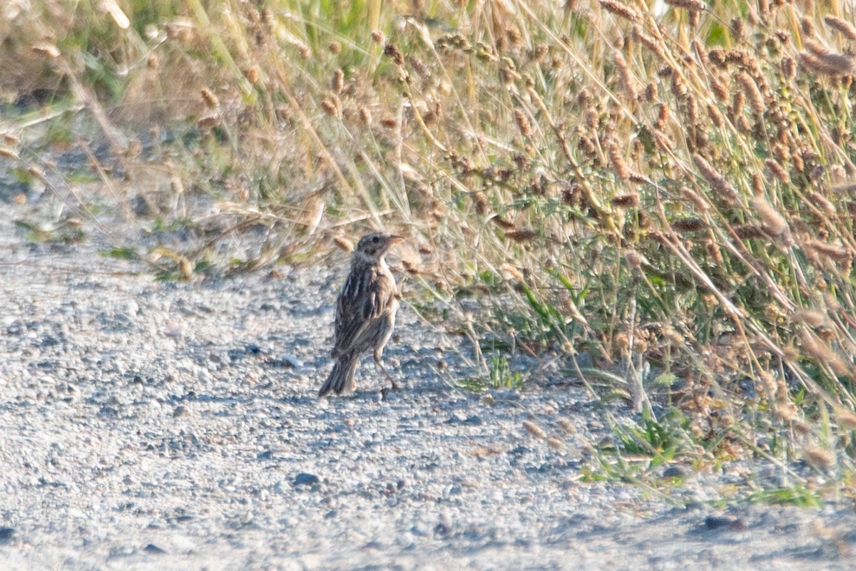 Savannah Sparrow - ML644630280