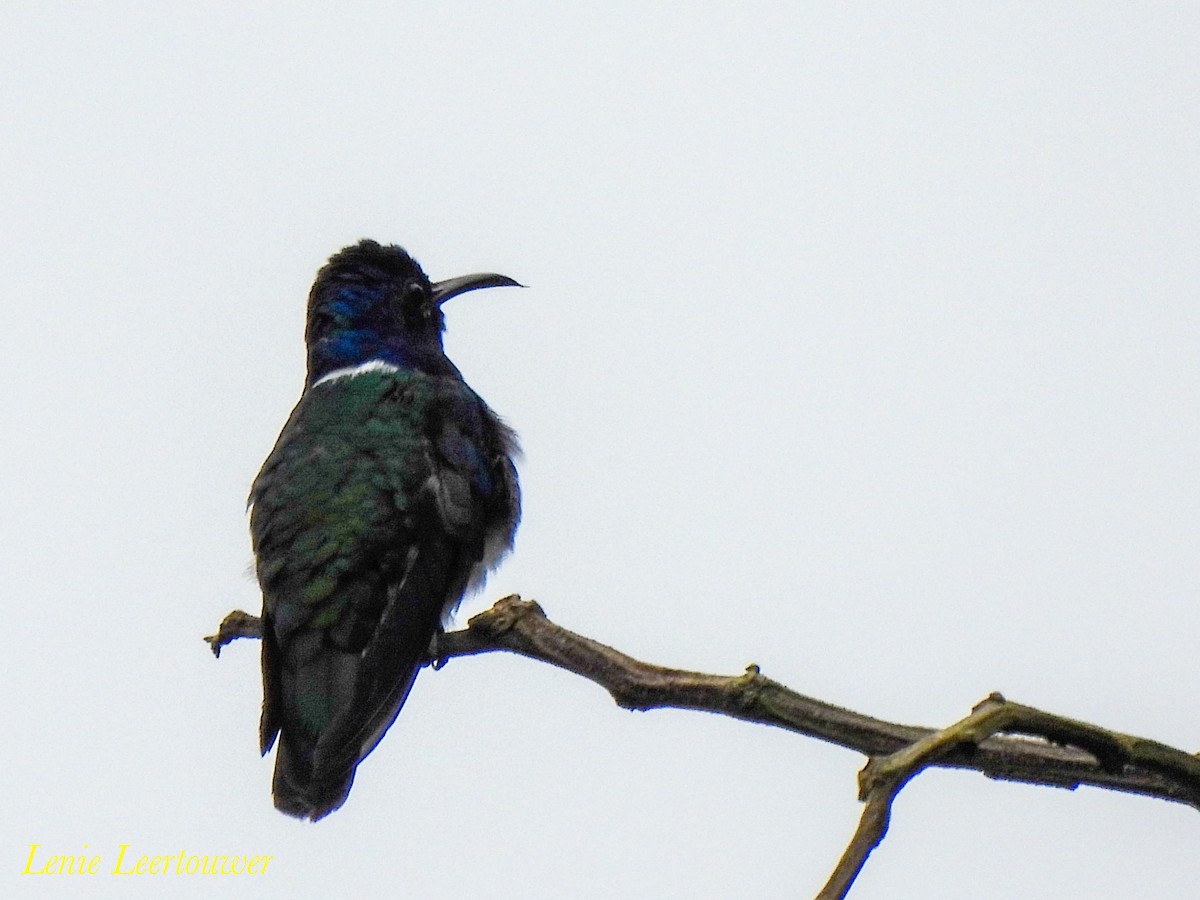 White-necked Jacobin - ML644630281