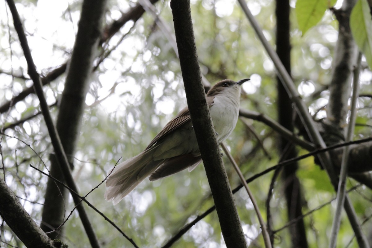 Black-billed Cuckoo - ML644630282