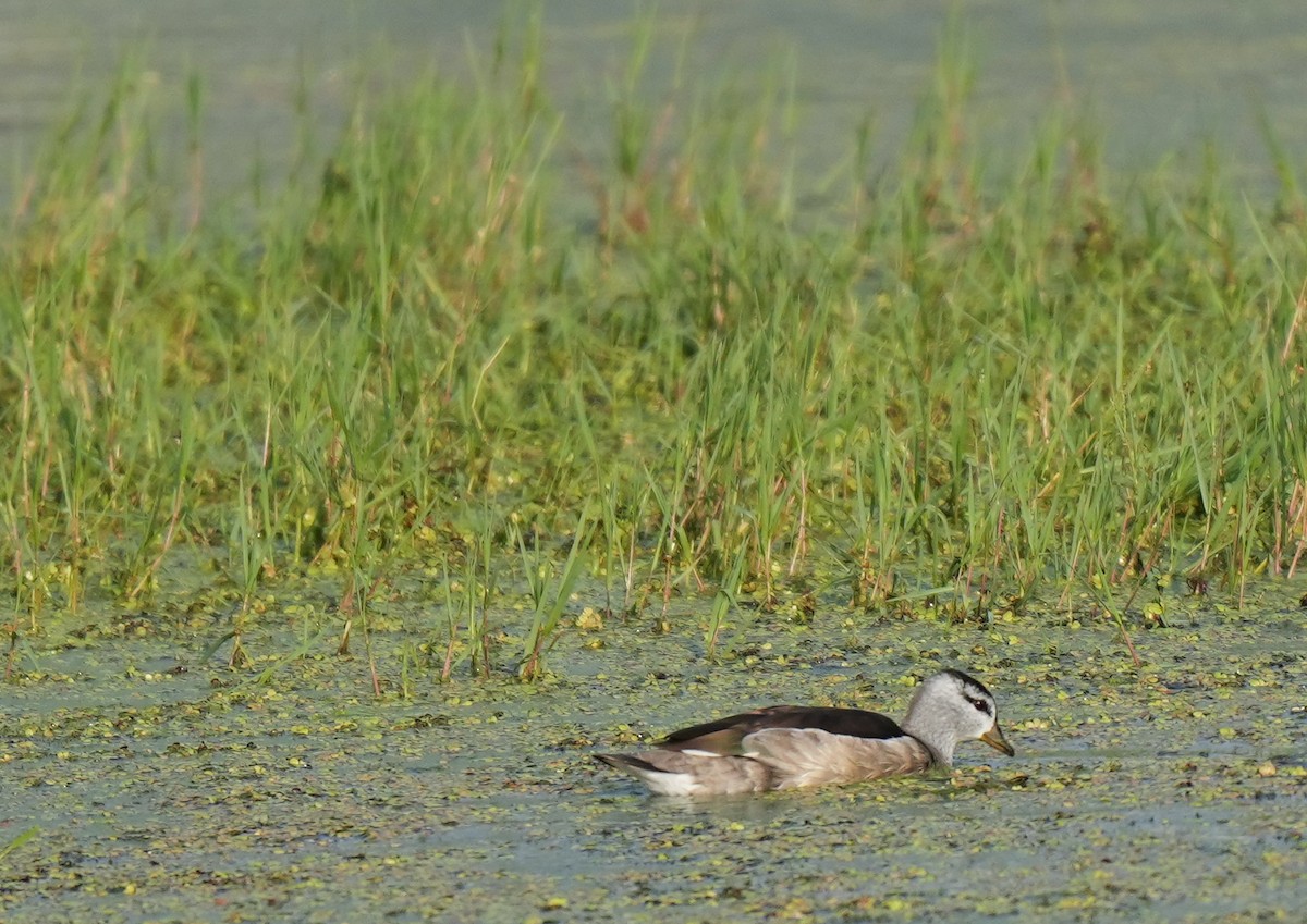 Cotton Pygmy-Goose - ML644630283