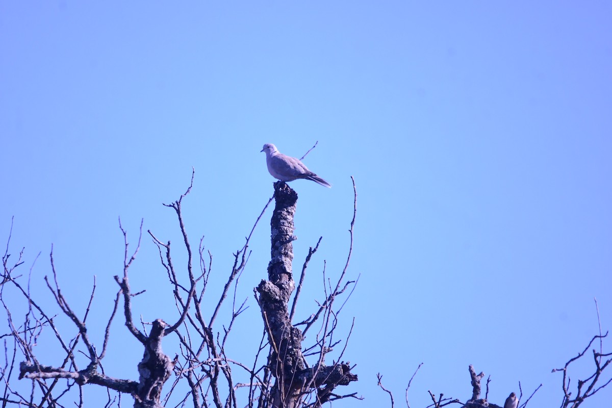 Tortora dal collare - ML644630284