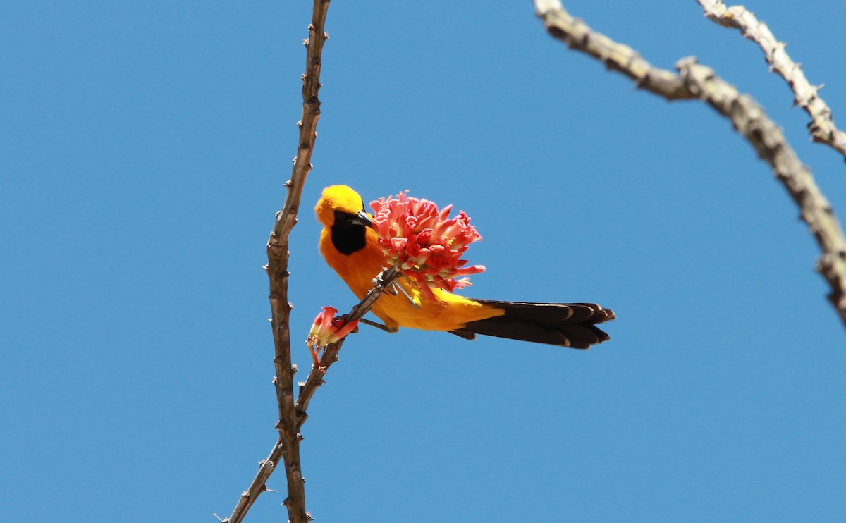 Hooded Oriole - ML644630285